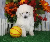 Dalton, AKC Champion Sired, a male Poodle - Toy  for sale in Butler, MO – 1 of 4