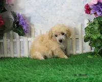 Jewel, AKC Champion Sired, a female Poodle - Toy  for sale in Butler, MO – 3 of 4