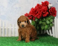 Bandit, AKC Champion Sired, a male Poodle - Toy  for sale in Butler, MO – 4 of 4
