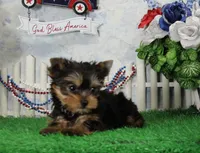 Landon, AKC, a male Yorkshire Terrier for sale in Butler, MO – 3 of 9