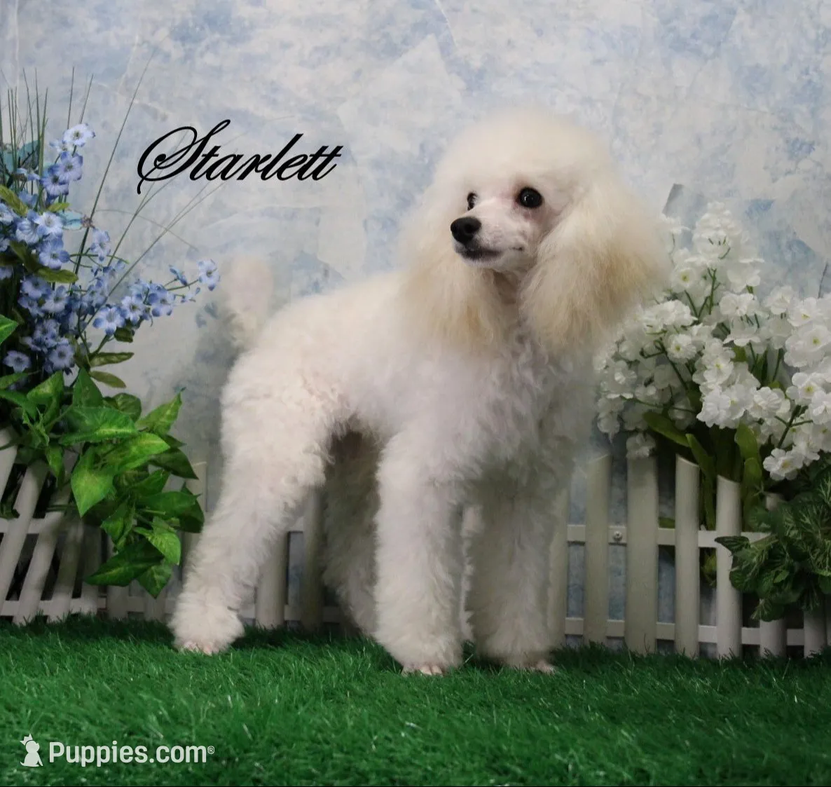 Sampson, KAC Champion Sired, a male Poodle - Toy  for sale in Butler, MO – 6 of 6