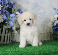 Panda, AKC Champion Sired, a male Poodle - Toy  for sale in Butler, MO – 4 of 4