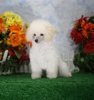 Dewey, AKC Champion Sired, a male Poodle - Toy  for sale in Butler, MO – 4 of 7