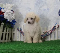 Ranger, AKC Champion Sired, a male Poodle - Toy  for sale in Butler, MO – 5 of 8