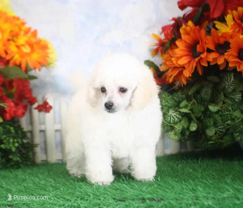 Merrie, AKC Grand Champion Sired – Poodle - Toy  puppy for sale in Butler, MO