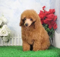 Chance, AKC Champion Sired, a male Poodle - Toy  for sale in Butler, MO – Photo 1 of 8
