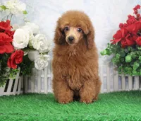 Chance, AKC Champion Sired, a male Poodle - Toy  for sale in Butler, MO – Photo 3 of 8