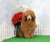 Chance, AKC Champion Sired, a male Poodle - Toy  for sale in Butler, MO – Photo 2 of 8