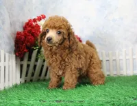 Chance, AKC Champion Sired, a male Poodle - Toy  for sale in Butler, MO – Photo 6 of 8