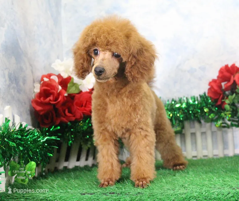 Chance, AKC Champion Sired