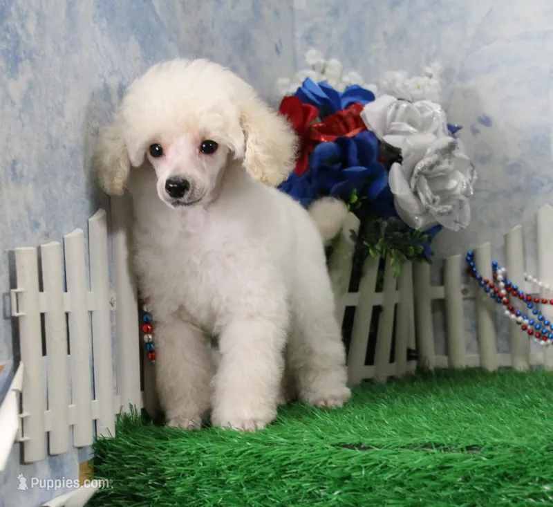 Shazam, AKC Champion Sired – Poodle - Toy  puppy for sale in Butler, MO