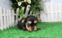 Lance,AKC, a male Yorkshire Terrier for sale in Butler, MO – 3 of 6