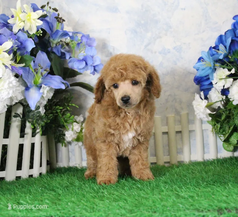 Fenton, AKC Champion Sired – Poodle - Toy  puppy for sale in Butler, MO