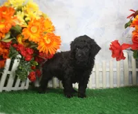 Chloe, a female Poodle - Toy  for sale in Butler, MO – 3 of 4