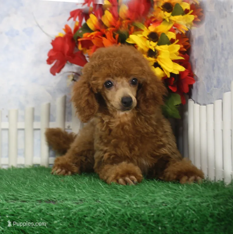 Marci, AKC Champion Sired – Poodle - Toy  puppy for sale in Butler, MO