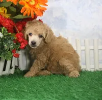 Charlie, AKC Champion Sired, a male Poodle - Toy  for sale in Butler, MO – 4 of 4