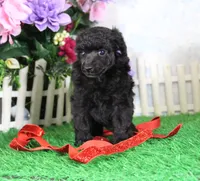 Jenny, AKC Champion Sired, a female Poodle - Toy  for sale in Butler, MO – 2 of 4