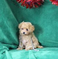 Lulu, ICA, a female Maltipoo and Poodle - Toy  for sale in Butler, MO – 2 of 4