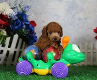Bandit, AKC Champion Sired, a male Poodle - Toy  for sale in Butler, MO – 3 of 4