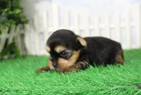 Lance,AKC, a male Yorkshire Terrier for sale in Butler, MO – 4 of 6