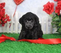Darla, AKC Champion Sired, a female Poodle - Toy  for sale in Butler, MO – Photo 1 of 6