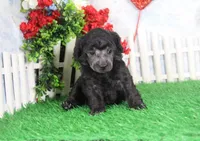 Darla, AKC Champion Sired, a female Poodle - Toy  for sale in Butler, MO – Photo 4 of 6