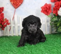 Darla, AKC Champion Sired, a female Poodle - Toy  for sale in Butler, MO – Photo 3 of 6