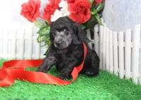 Darla, AKC Champion Sired, a female Poodle - Toy  for sale in Butler, MO – Photo 2 of 6