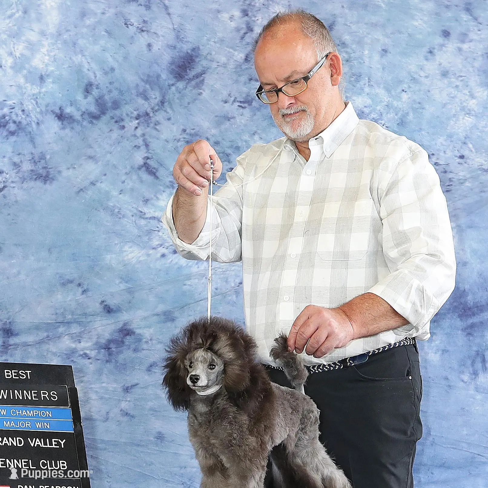 Darla, AKC Champion Sired, a female Poodle - Toy  for sale in Butler, MO – Photo 5 of 6