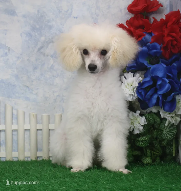 Shazam, AKC Champion Sired – Poodle - Toy  puppy for sale in Butler, MO