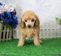 Andy, AKC Champion Sired, a male Poodle - Toy  for sale in Butler, MO – 2 of 4