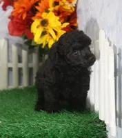 Chewy, AKC Champion Sired, a male Poodle - Toy  for sale in Butler, MO – 4 of 4