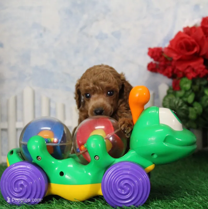 Tate, AKC Champion Sired – Poodle - Toy  puppy for sale in Butler, MO