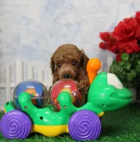 Tate, AKC Champion Sired, a male Poodle - Toy  for sale in Butler, MO – 1 of 4