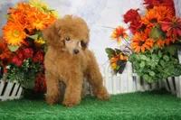 Tyler, AKC Champion Sired, a male Poodle - Toy  for sale in Butler, MO – 6 of 7