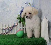 Shazam, AKC Champion Sired, a male Poodle - Toy  for sale in Butler, MO – 3 of 8