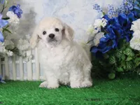 Panda, AKC Champion Sired, a male Poodle - Toy  for sale in Butler, MO – 3 of 4