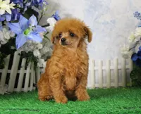 Cherry, AKC, a female Poodle - Toy  for sale in Butler, MO – 4 of 4