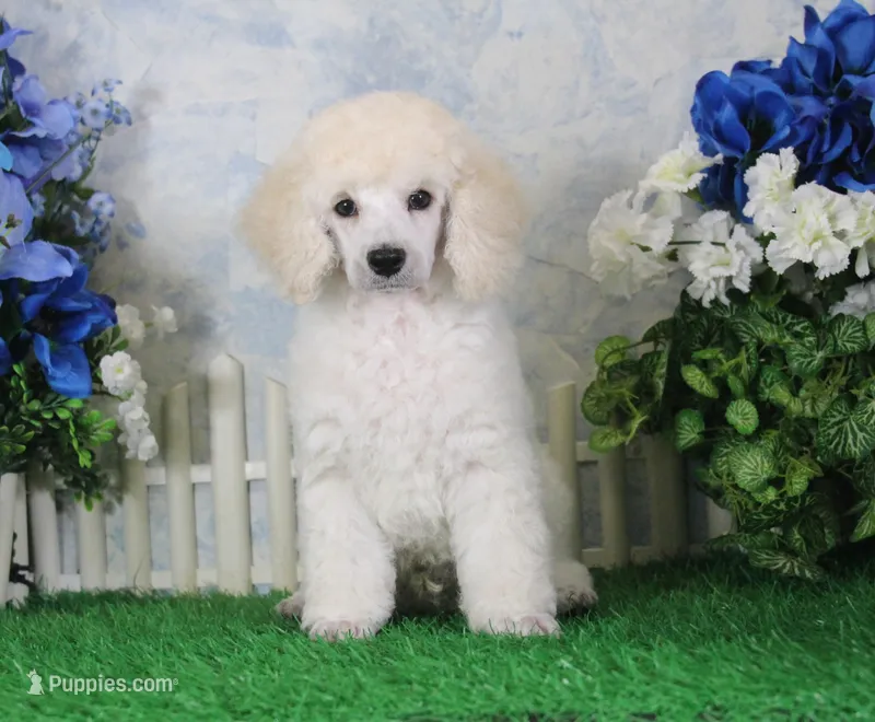 Parker, AKC Champion Sired – Poodle - Toy  puppy for sale in Butler, MO