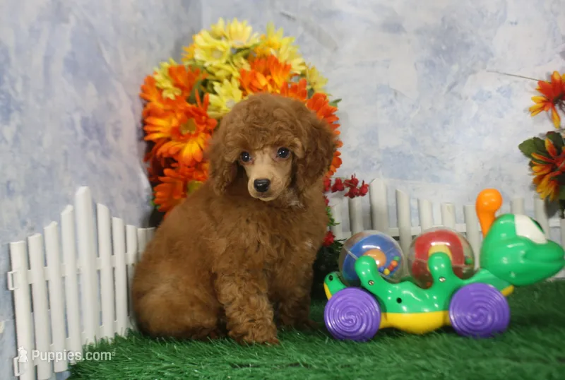 Marlo, AKC Champion Sired – Poodle - Toy  puppy for sale in Butler, MO