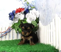 Yesterday, AKC, a female Yorkshire Terrier for sale in Butler, MO – 3 of 4