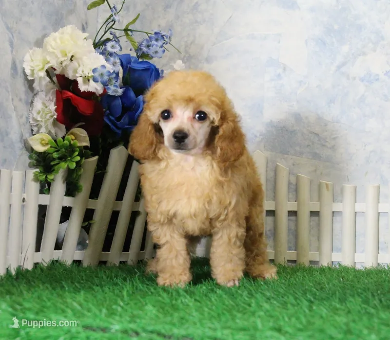 Archie, AKC Champion Sired – Poodle - Toy  puppy for sale in Butler, MO