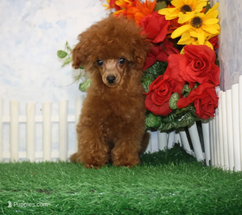 Max, AKC Champion Sired – Poodle - Toy  puppy for sale in Butler, MO