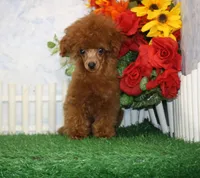 Max, AKC Champion Sired, a male Poodle - Toy  for sale in Butler, MO – 1 of 4