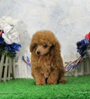 Chase, AKC Champion Sired, a male Poodle - Toy  for sale in Butler, MO – 4 of 8