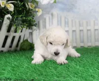 Sampson, KAC Champion Sired, a male Poodle - Toy  for sale in Butler, MO – 2 of 6