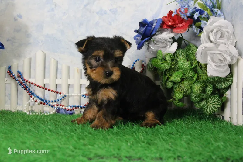 Yesterday, AKC – Yorkshire Terrier puppy for sale in Butler, MO
