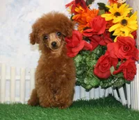Max, AKC Champion Sired, a male Poodle - Toy  for sale in Butler, MO – 4 of 4