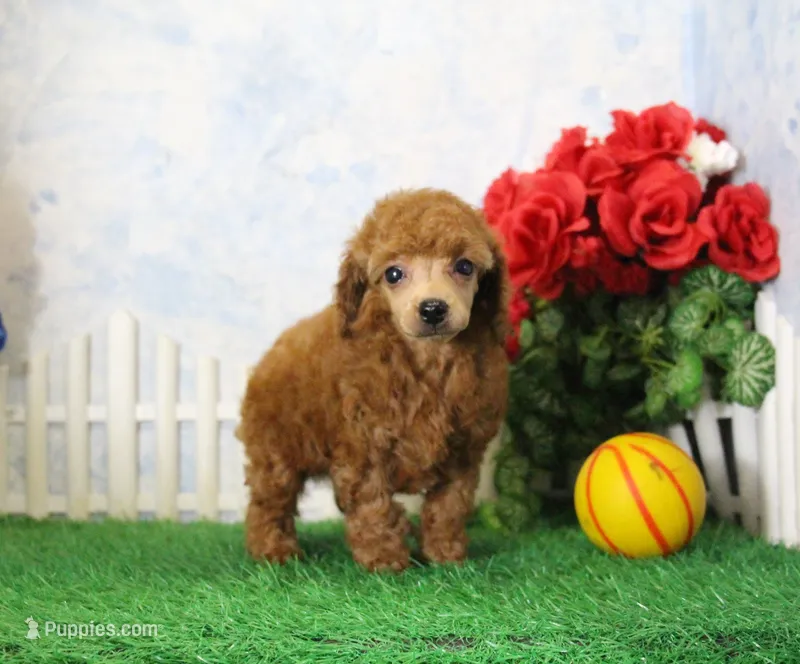 Tyler, AKC Champion Sired – Poodle - Toy  puppy for sale in Butler, MO