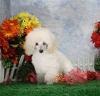 Diamond, AKC Champion Sired, a female Poodle - Toy  for sale in Butler, MO – 2 of 7
